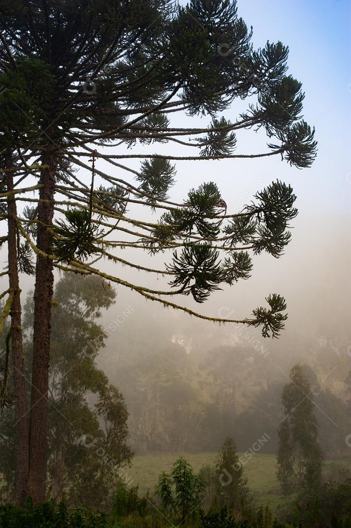 Paisagem arvores neblina floresta