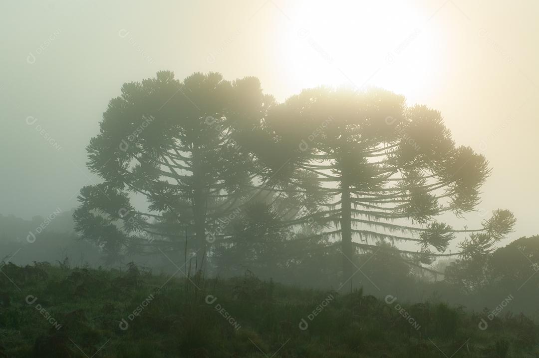 Paisagem arvores neblina floresta