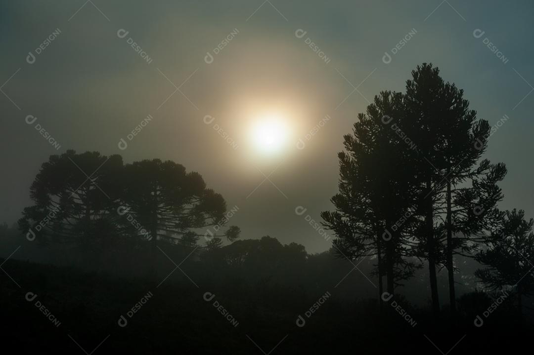 Paisagem arvores neblina floresta