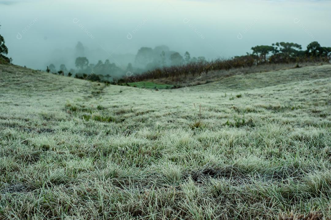 Paisagem neblina na floresta