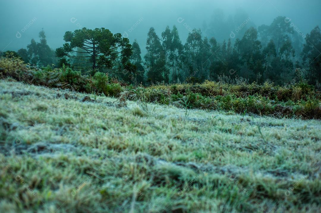 Paisagem neblina na floresta