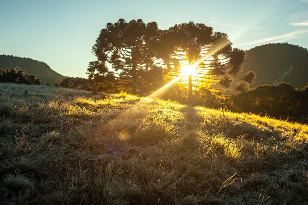 Paisagem floresta matos lago céu limpo arvores