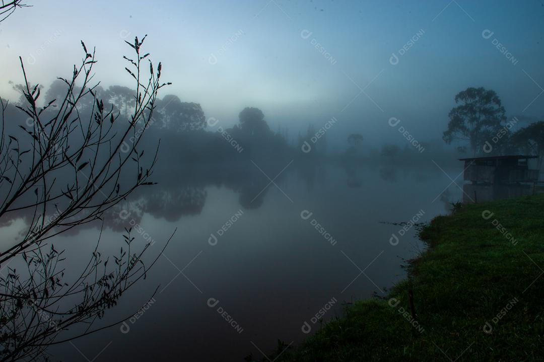 Paisagem neblina na floresta