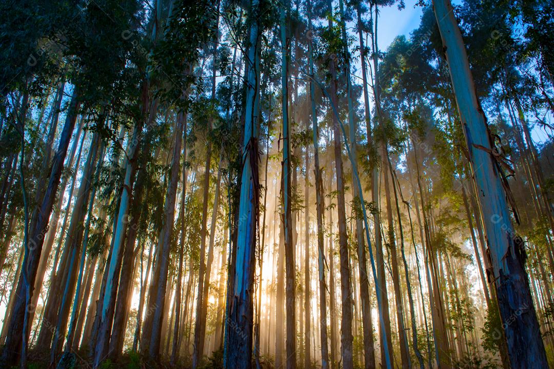 Paisagem floresta matos lago céu limpo arvores
