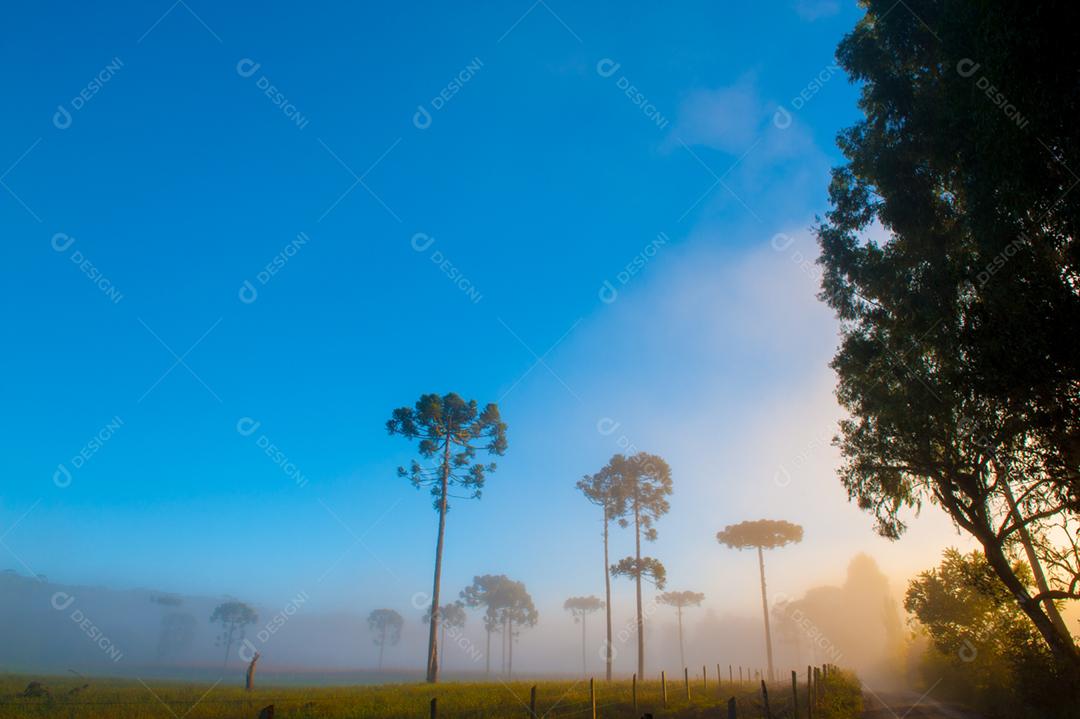 Paisagem floresta matos lago céu limpo arvores
