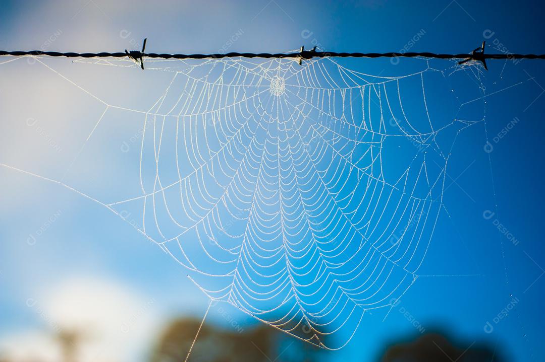 Telhas de aranha sobre arame farpado céu azul