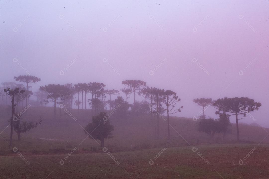 Paisagem neblina na floresta