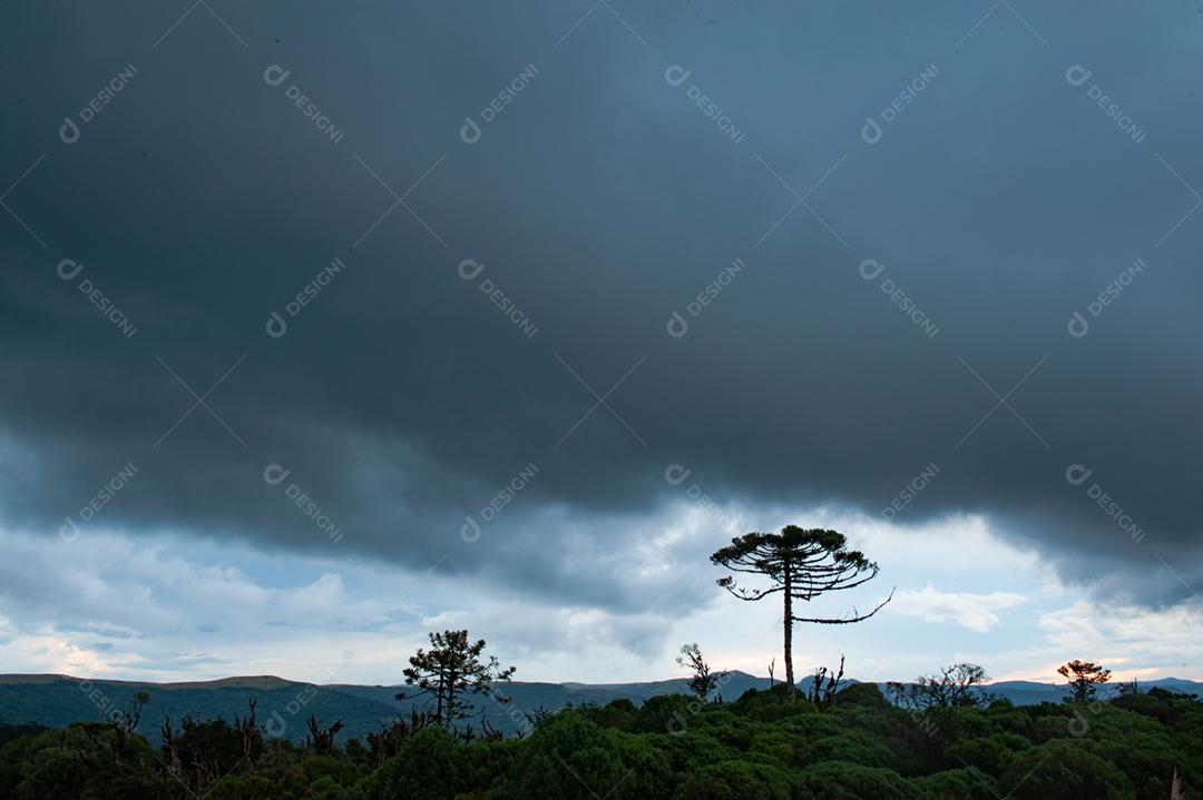 Paisagem floresta arvores céu nublado para chuva