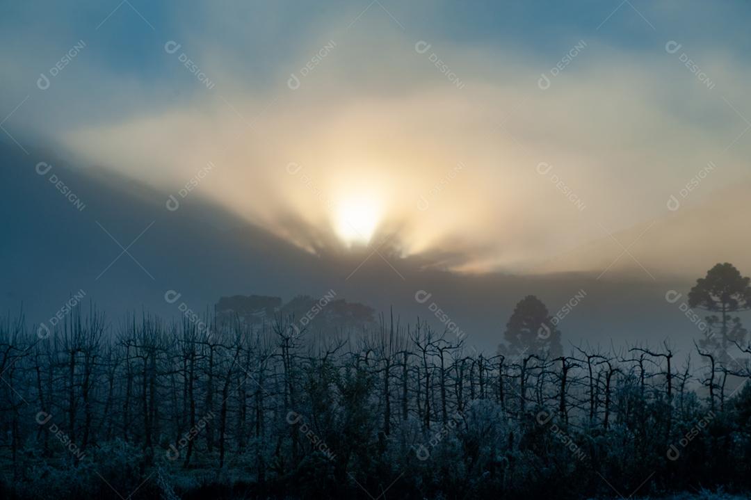 Paisagem arvore floresta céu nublado por do sol amanhacendo