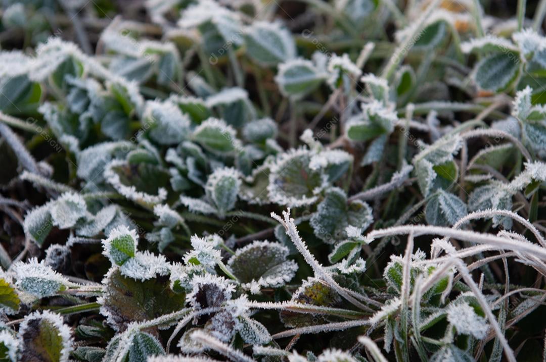 Matos congelados floresta geada folha arvores