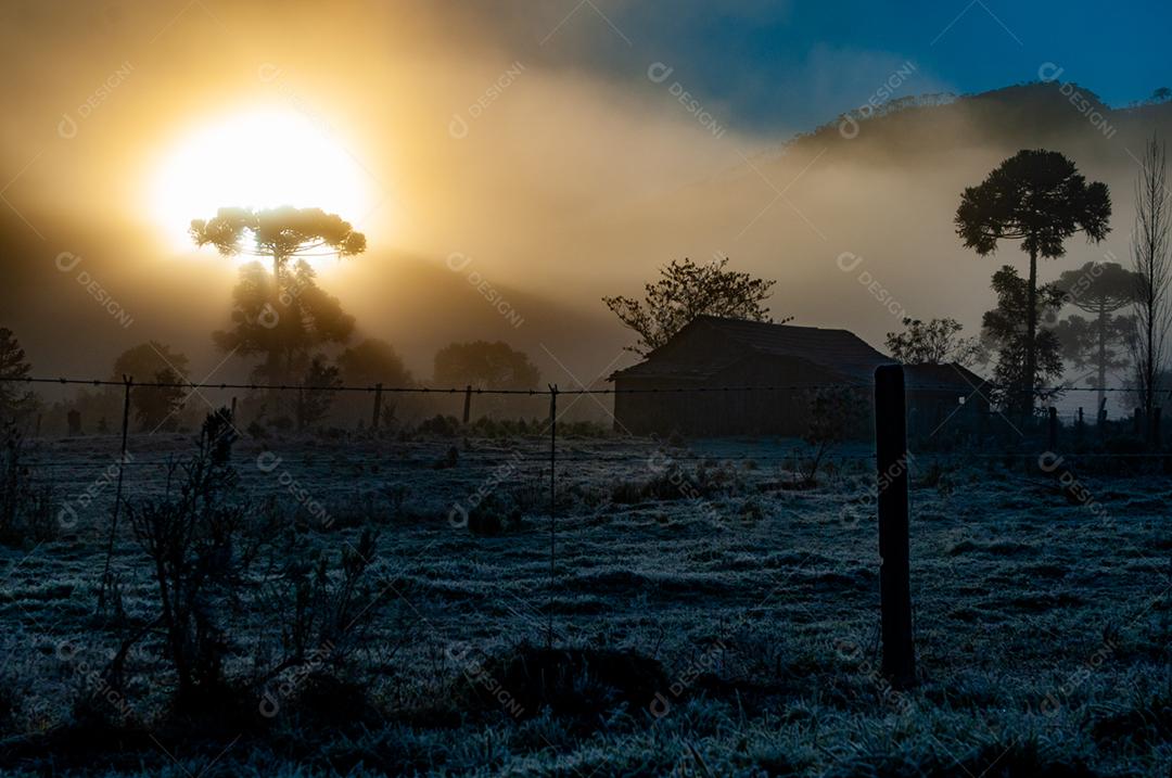 Paisagem arvore floresta céu nublado por do sol amanhacendo