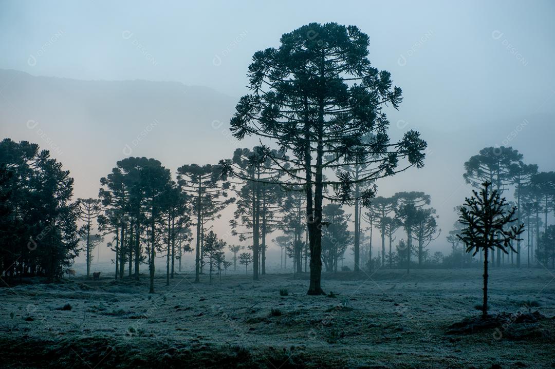 Paisagem arvore floresta céu nublado por do sol amanhacendo