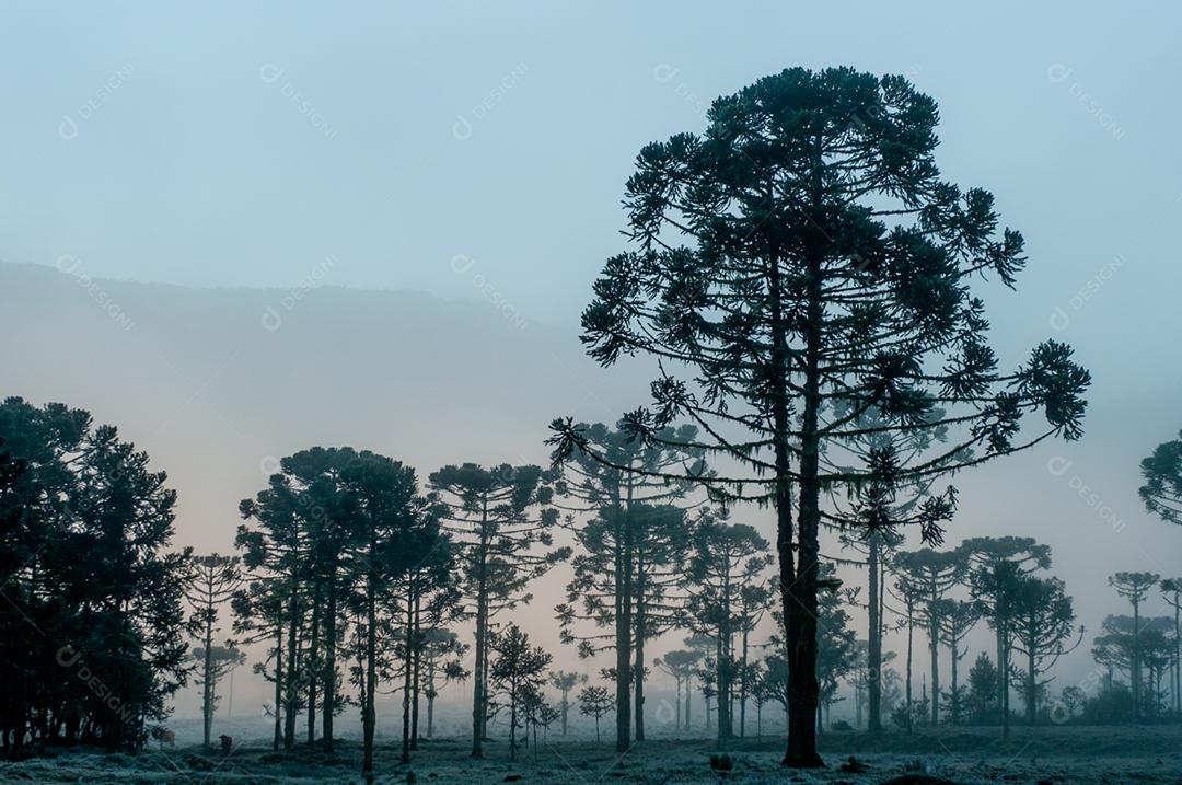Paisagem neblina na floresta