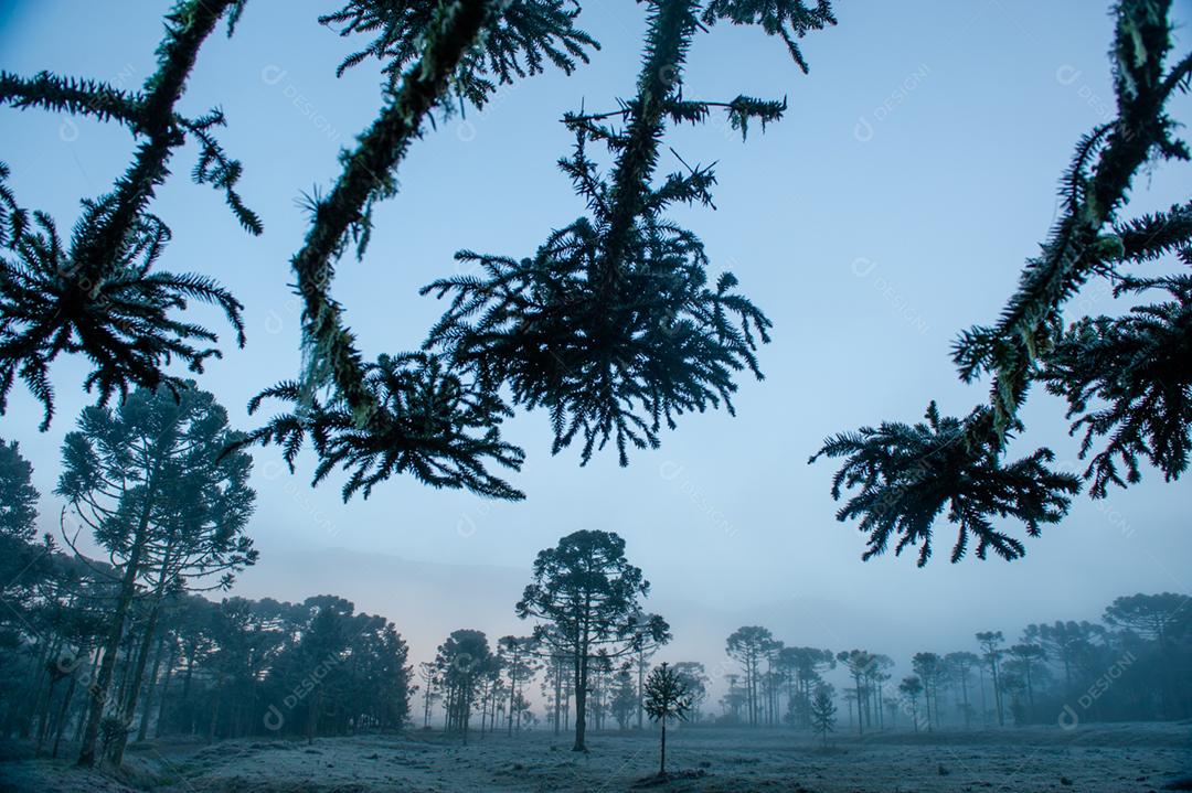 Paisagem neblina na floresta