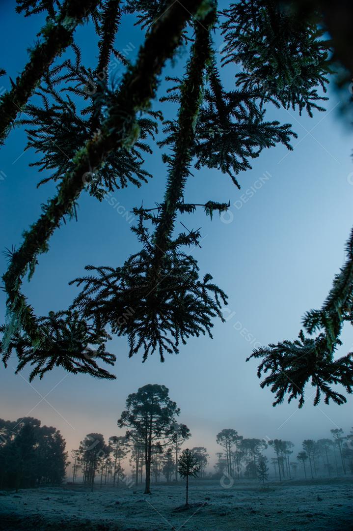 Paisagem neblina na floresta