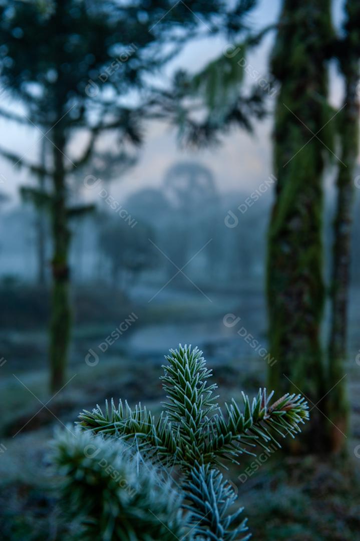 Paisagem neblina na floresta