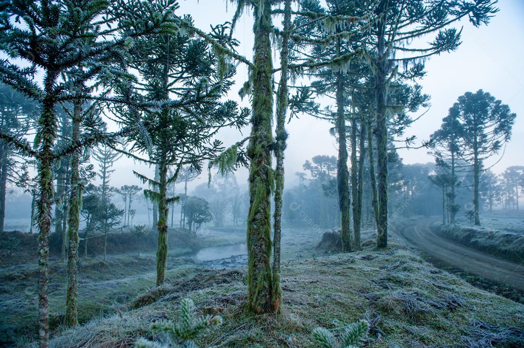 Paisagem neblina na floresta