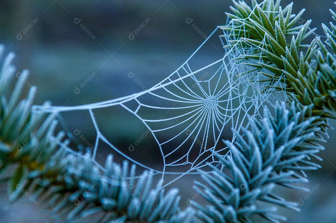 Telha de aranha sobre matos congelados folhas floresta