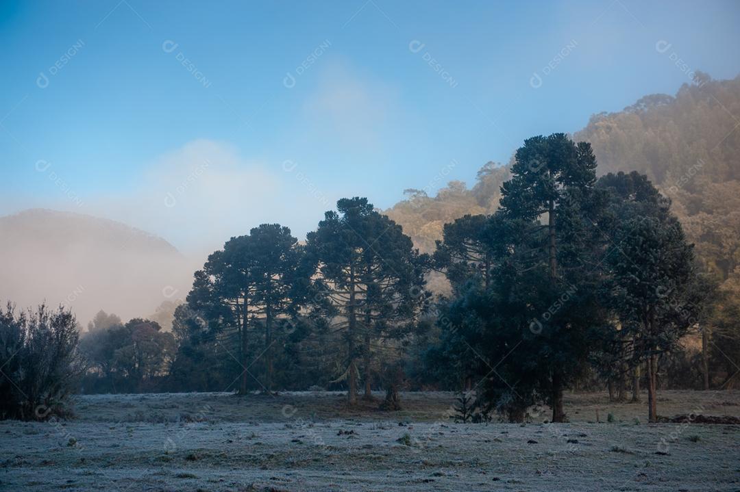 Paisagem neblina na floresta