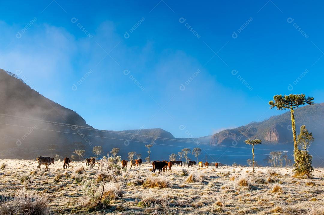 Paisagem gado bovino criação fazenda pasto montanhas