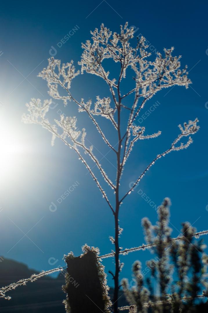 Paisagem arvore folha verde congeladas floresta por do sol céu azul