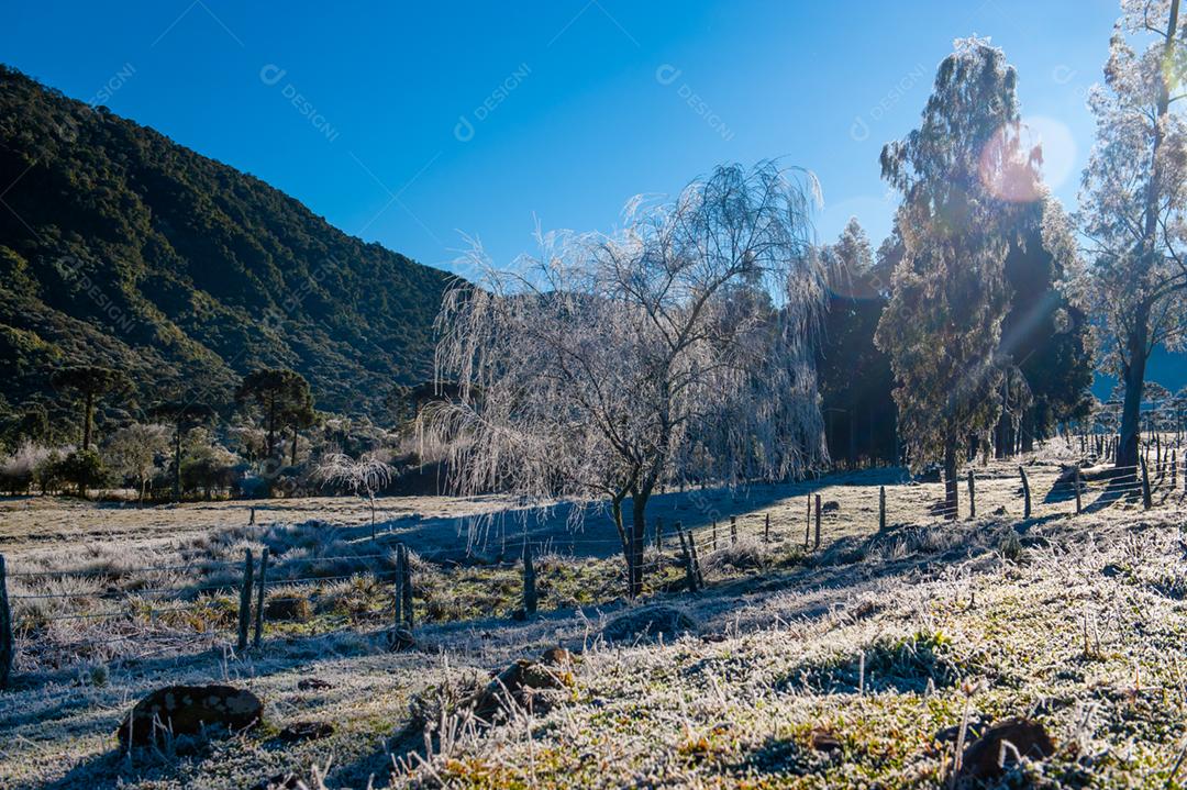 Paisagem arvore floresta folha congeladas geada por do sol