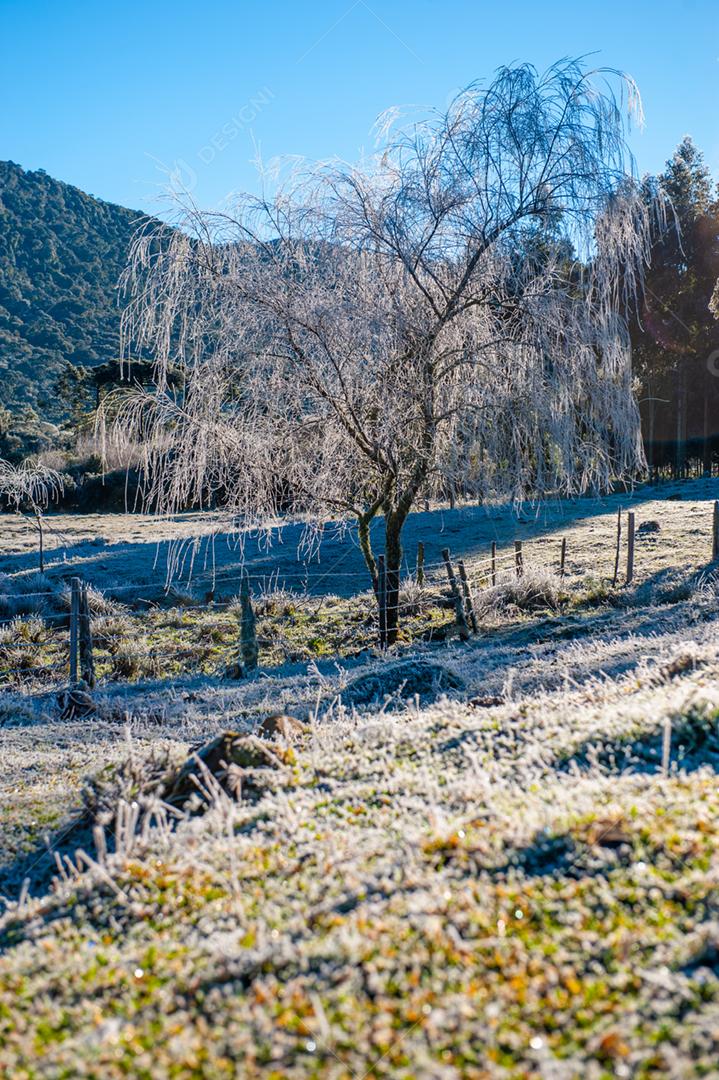 Paisagem arvore floresta folha congeladas geada por do sol