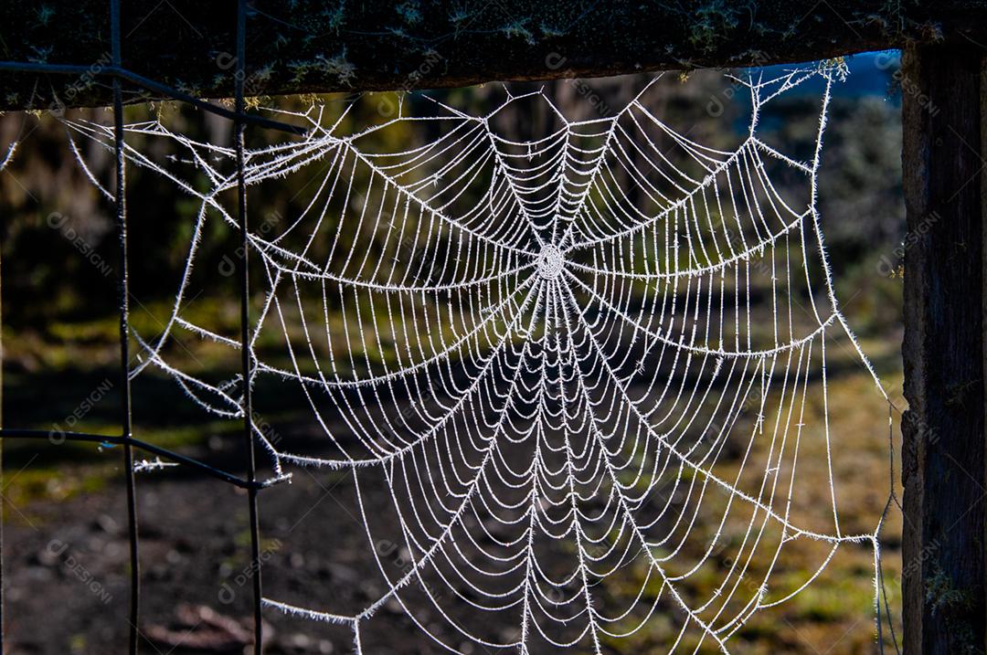 Telhas de inseto aranha floresta