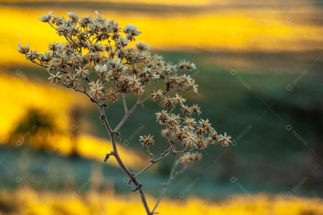 Planta mato flor folhas sobre fundo desfocado