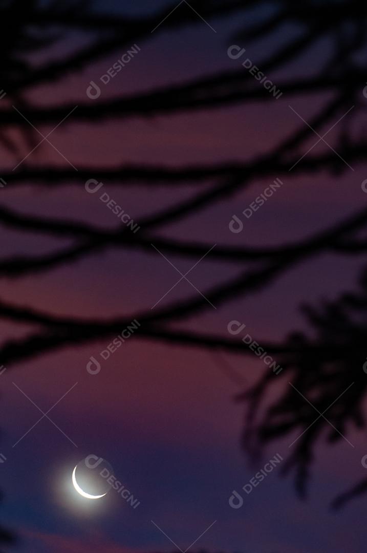 Paisagem vista da floresta da lua floresta galhos noite