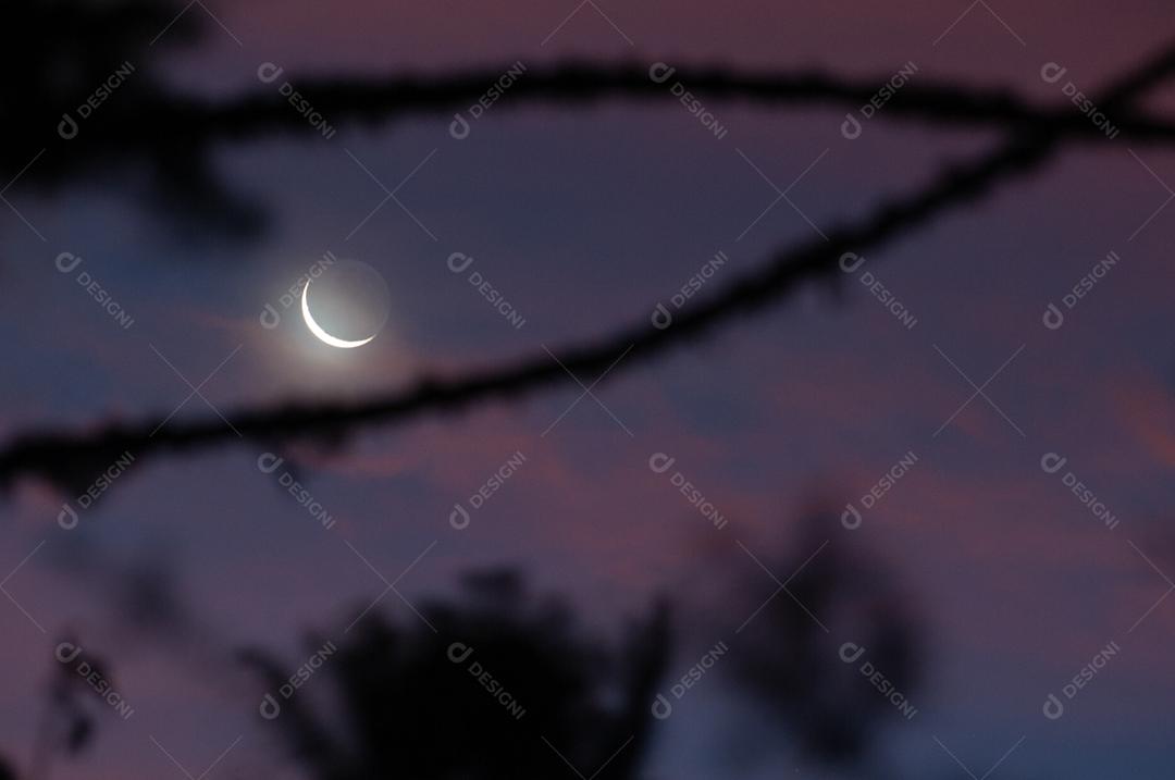 Paisagem vista da floresta da lua floresta galhos noite