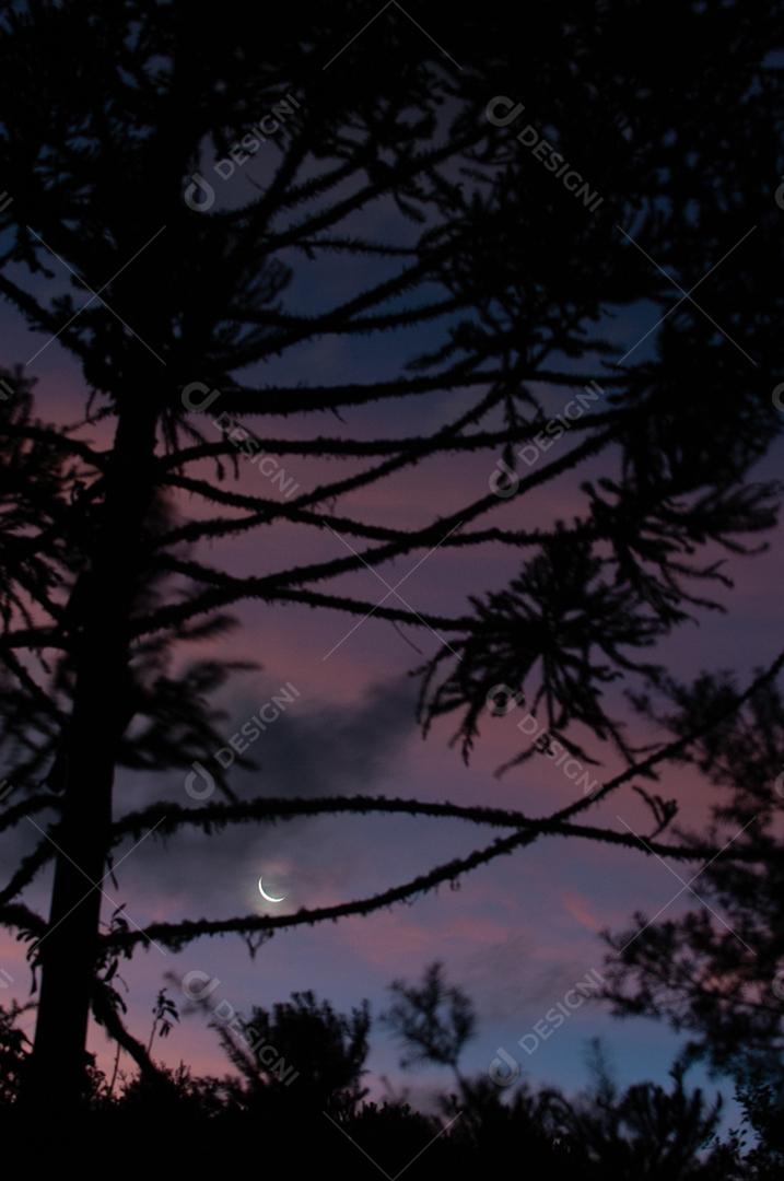 Paisagem vista da floresta da lua floresta galhos noite