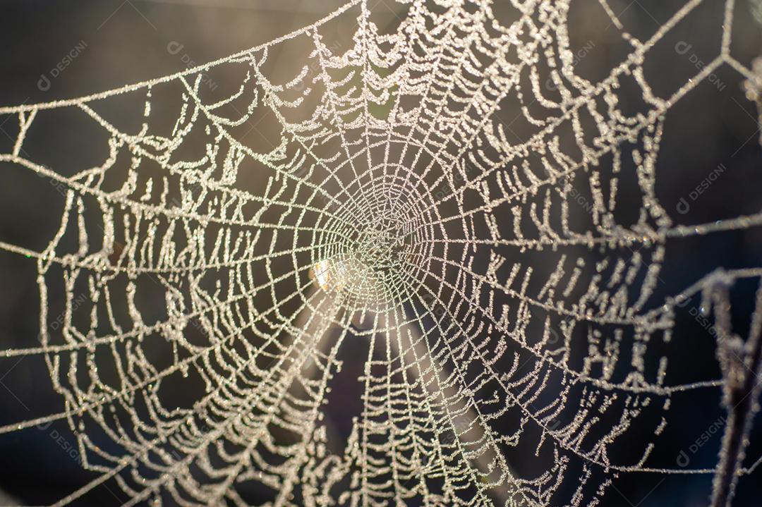 Telhas de aranha inseto floresta sobre fundo desfocado