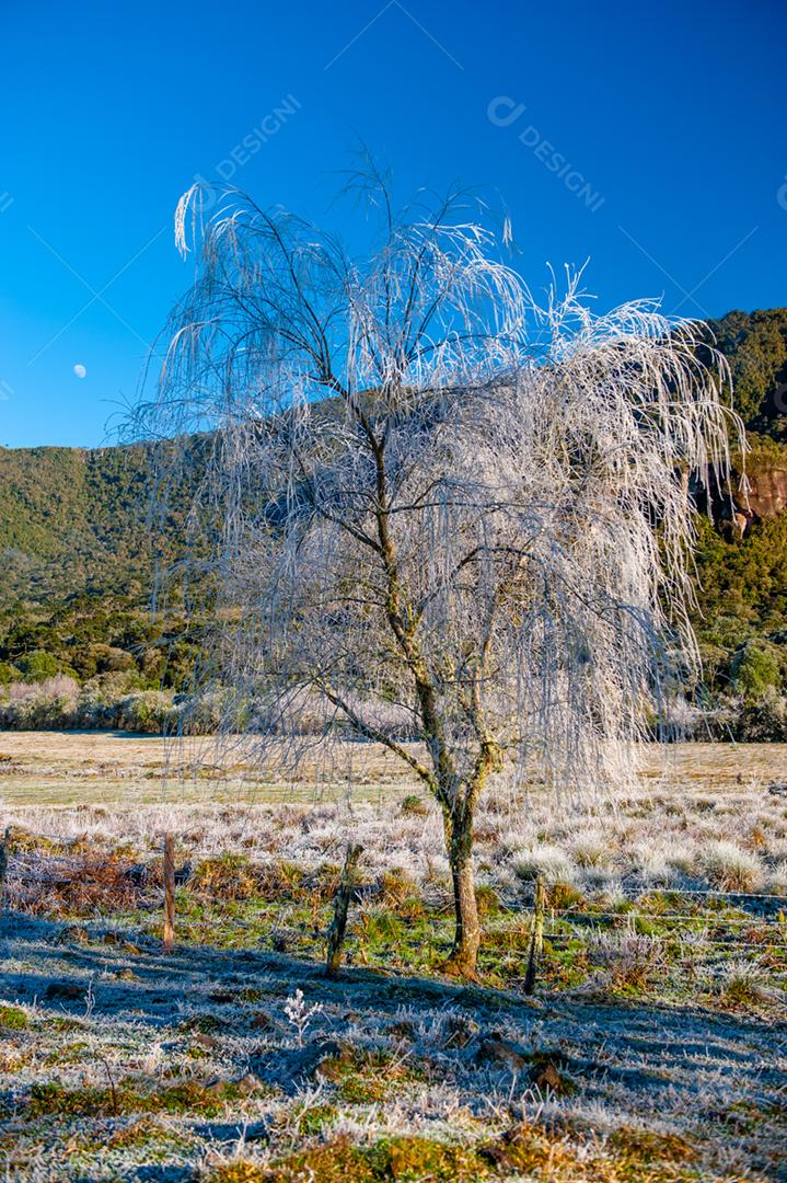 Paisagem arvore floresta folha congeladas geada por do sol
