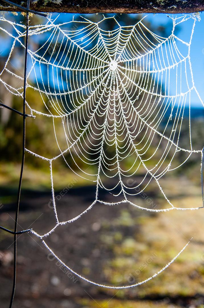Telhas de aranha inseto floresta sobre fundo desfocado