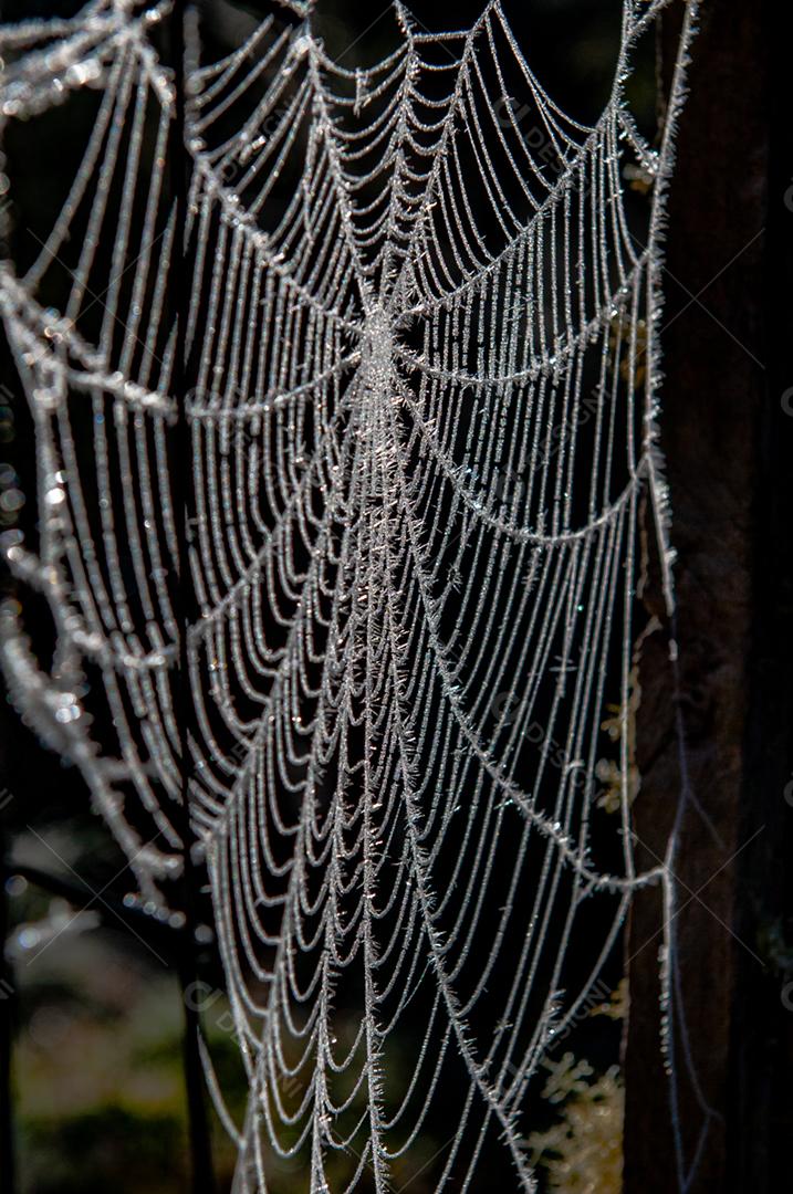 Telhas de aranha inseto floresta sobre fundo desfocado