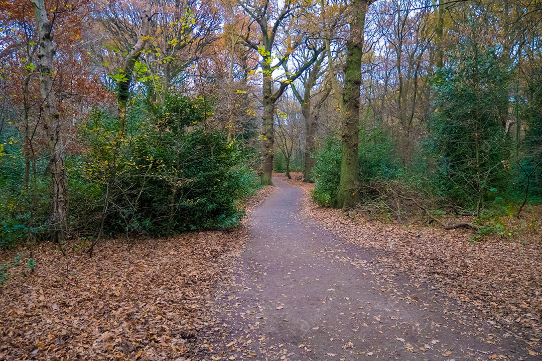 Parque na cidade de Londres na temporada de inverno