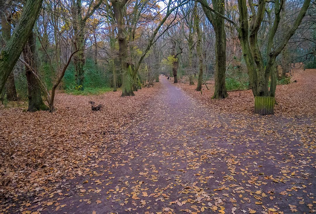 Parque na cidade de Londres na temporada de inverno