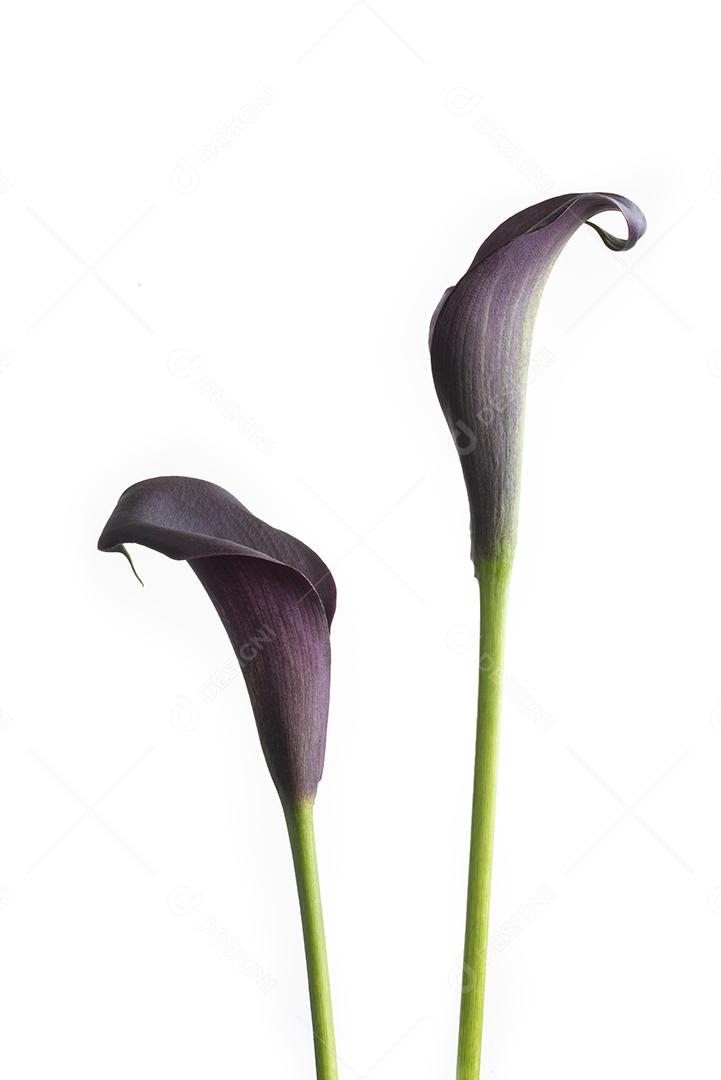 Par de lírios de calla roxo isolados sobre fundo branco
