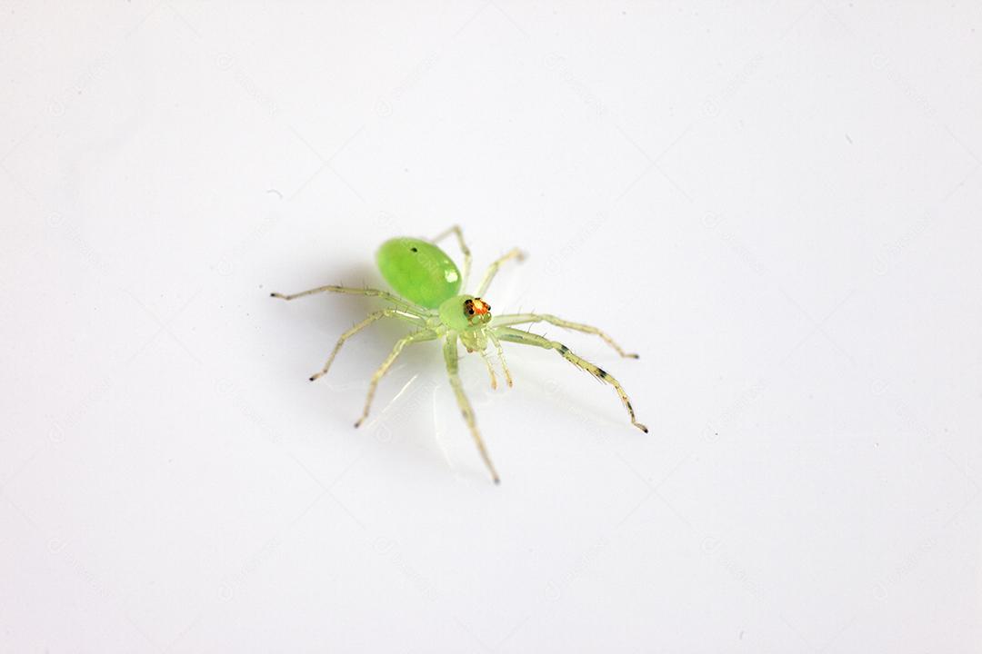 Aranha verde isolada sobre fundo branco