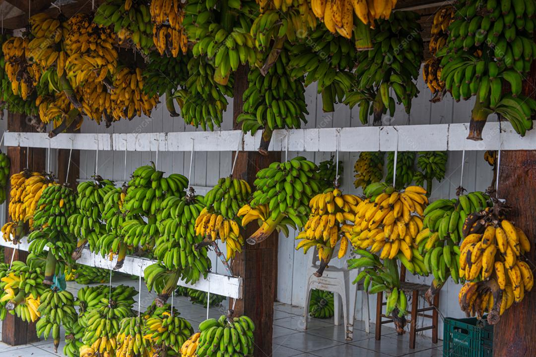 Cachos de bananas maduras e verdes em exposição para venda em uma feira.