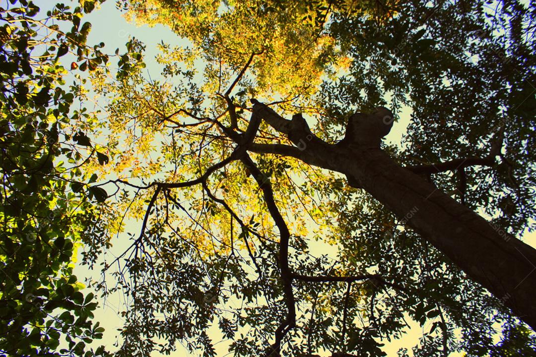 Arvore grande sobre floresta folhas verde