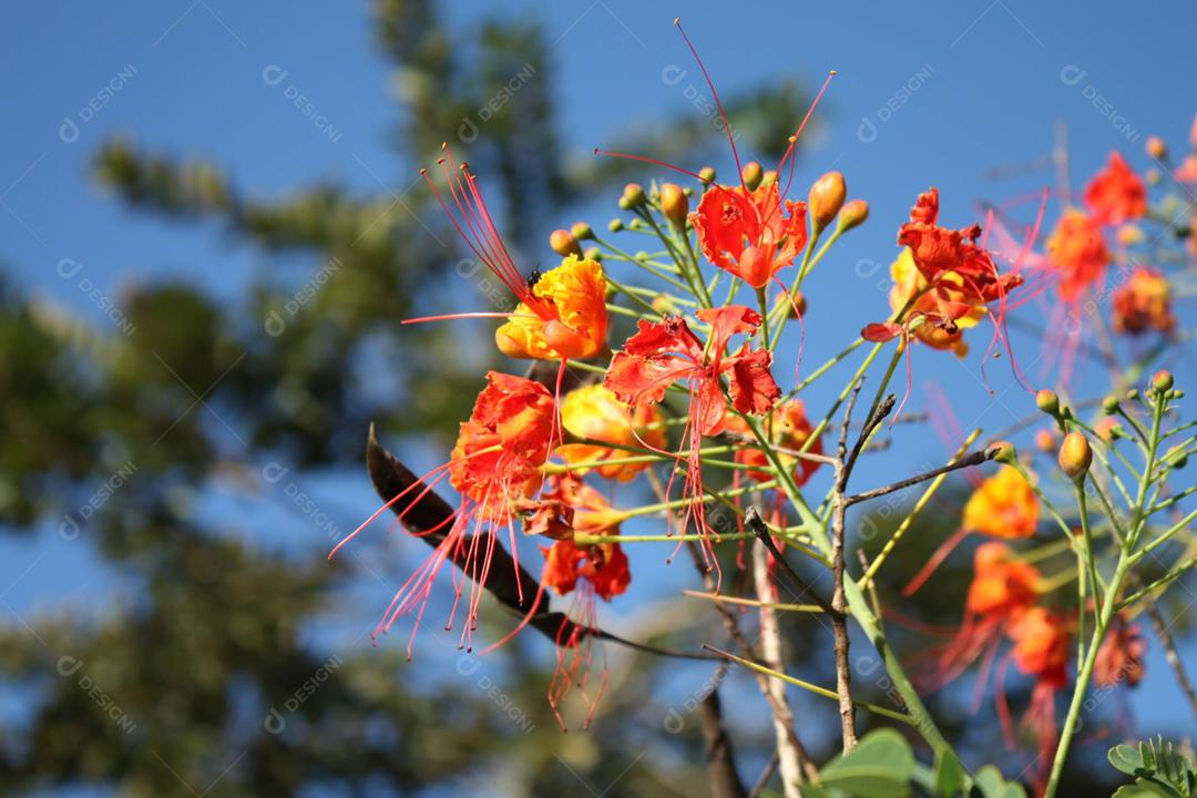 Caesalpinia pulcherrima Plantas sobre fundo desfocado