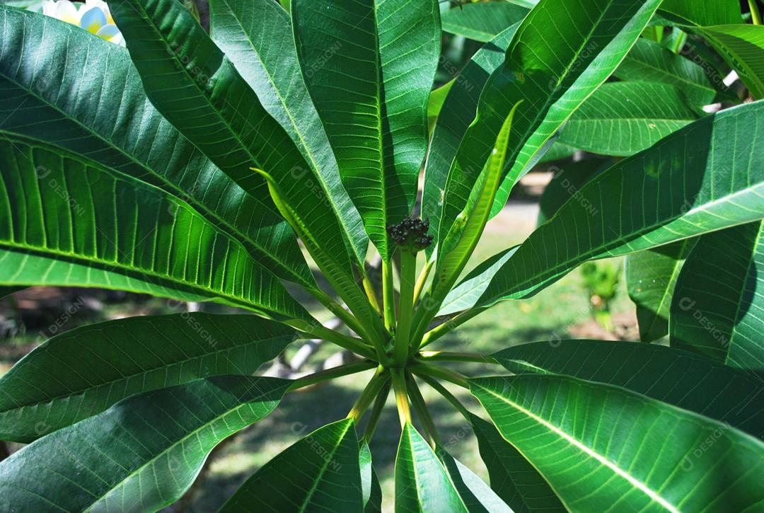Folha sobre floresta arvore folhas verde sobre fundo desfocado