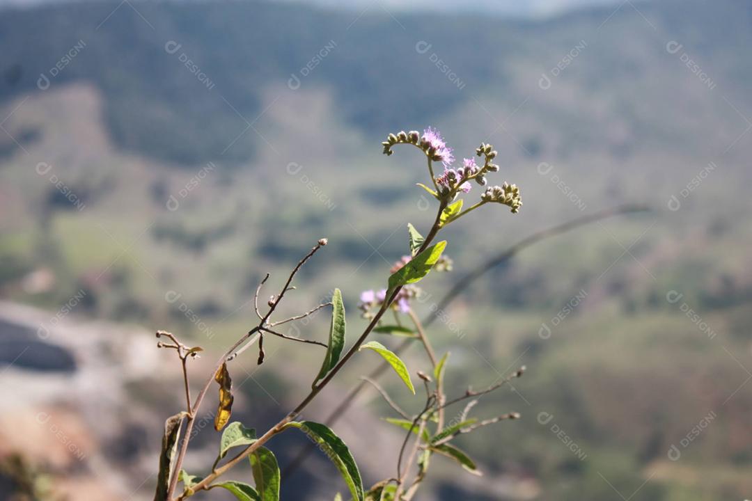 Galhos matos sobre fundo desfocado montanhas penhascos