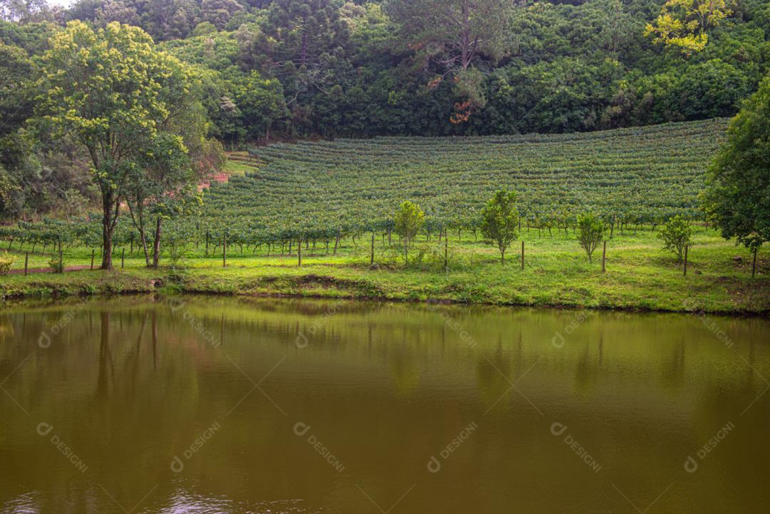 Vinhedos da Região de Pinto Bandeira, Rio Grande do Sul, durante a safra de março. O maior estado produtor de uvas do Brasil.