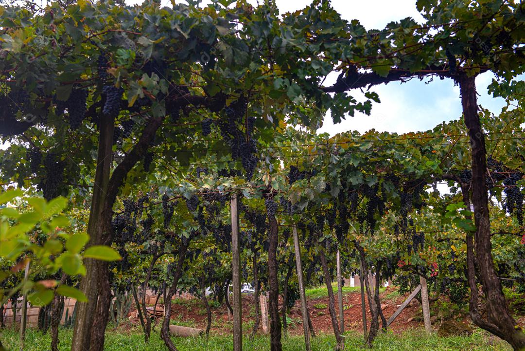 Vinhedos da Região de Pinto Bandeira, Rio Grande do Sul, durante a safra de março. O maior estado produtor de uvas do Brasil.