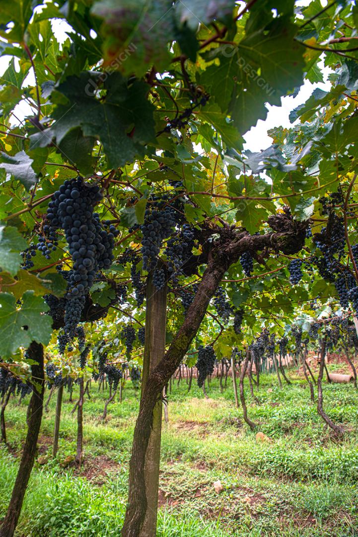 Vinhedos da Região de Pinto Bandeira, Rio Grande do Sul, durante a safra de março. O maior estado produtor de uvas do Brasil.