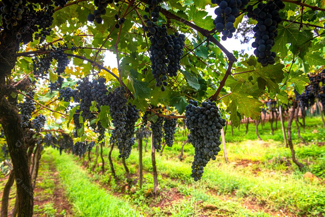 Vinhedos da Região de Pinto Bandeira, Rio Grande do Sul, durante a safra de março. O maior estado produtor de uvas do Brasil.