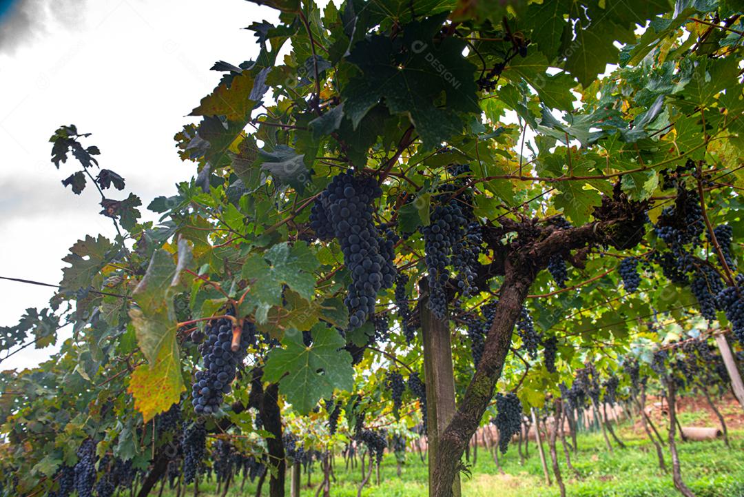 Vinhedos da Região de Pinto Bandeira, Rio Grande do Sul, durante a safra de março. O maior estado produtor de uvas do Brasil.